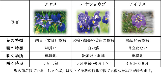 花の違い
